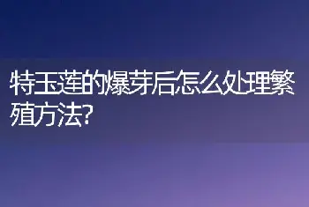 特玉莲的爆芽后怎么处理繁殖方法？