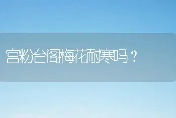 宫粉台阁梅花耐寒吗？