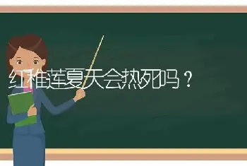 红稚莲夏天会热死吗？