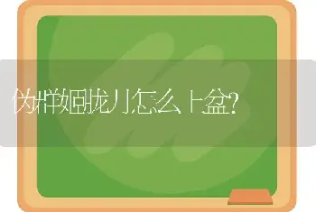 伪群姬胧月怎么上盆？