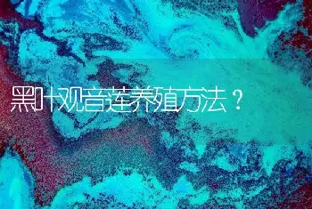 黑叶观音莲养殖方法？