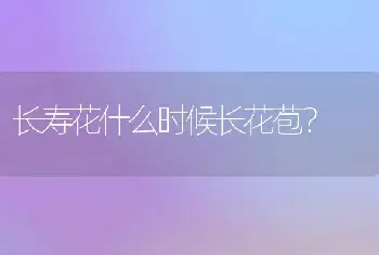 长寿花什么时候长花苞？