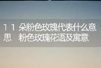 11朵粉色玫瑰代表什么意思 粉色玫瑰花语及寓意