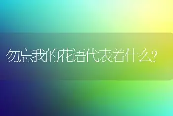 勿忘我的花语代表着什么？