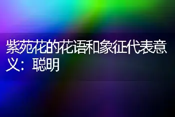 紫苑花的花语和象征代表意义：聪明