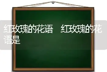 红玫瑰的花语 红玫瑰的花语是