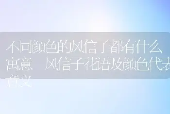 不同颜色的风信子都有什么寓意 风信子花语及颜色代表意义