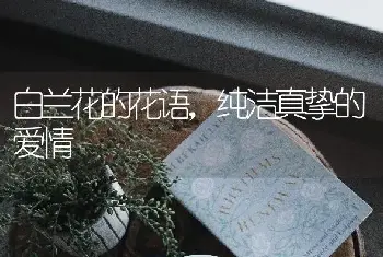 白兰花的花语，纯洁真挚的爱情