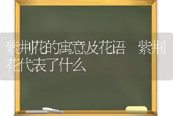 紫荆花的寓意及花语 紫荆花代表了什么