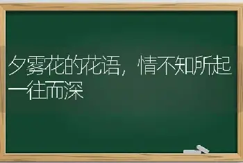 夕雾花的花语，情不知所起一往而深