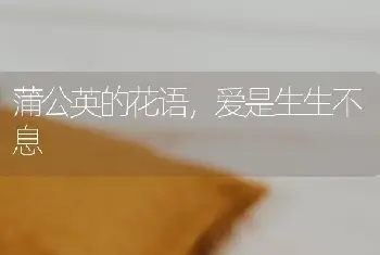 蒲公英的花语，爱是生生不息