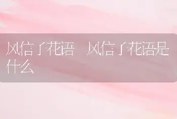 风信子花语 风信子花语是什么