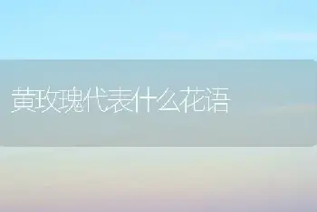 黄玫瑰代表什么花语