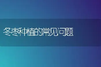 冬枣种植的常见问题