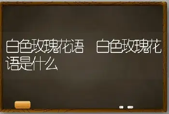 白色玫瑰花语 白色玫瑰花语是什么