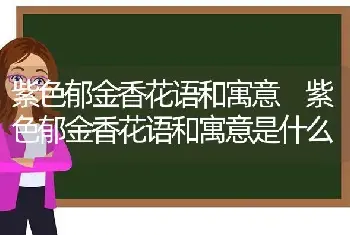 紫色郁金香花语和寓意 紫色郁金香花语和寓意是什么