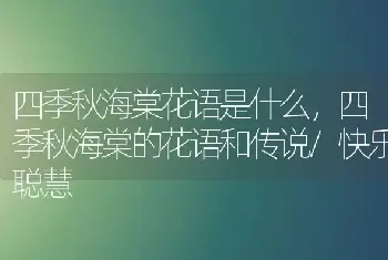 四季秋海棠花语是什么，四季秋海棠的花语和传说/快乐聪慧