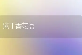 紫丁香花语