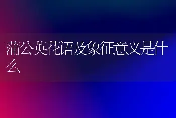 蒲公英花语及象征意义是什么