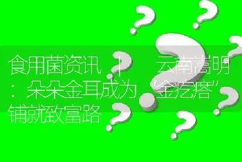 食用菌资讯 | 云南嵩明：朵朵金耳成为“金疙瘩” 铺就致富路