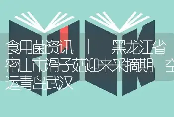 食用菌资讯 | 黑龙江省密山市滑子菇迎来采摘期 空运青岛武汉