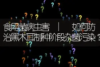 食用菌病虫害 | 如何防治黑木耳制种阶段杂菌污染？