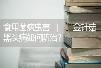 食用菌病虫害 | 平菇流黄色液体是什么病菌？怎么治？