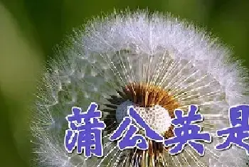 蒲公英是花吗