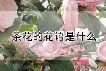 茶花的花语是什么