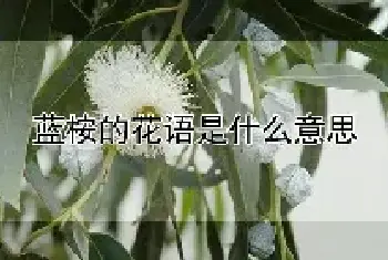 蓝桉的花语是什么意思