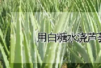 用白糖水浇芦荟正确吗