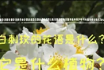 白刺玫的花语是什么？它是什么植物？