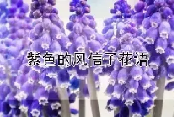 紫色的风信子花语