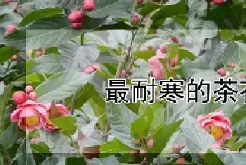 最耐寒的茶花品种