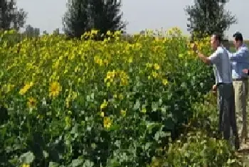 花卉果蔬盆景 | 串叶松香草种植技术