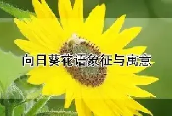 向日葵花语象征与寓意