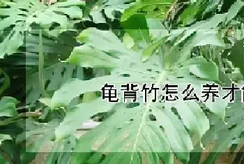 龟背竹怎么养才能更旺盛