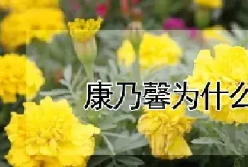 康乃馨为什么不开花