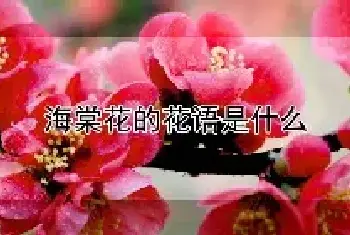 海棠花的花语是什么