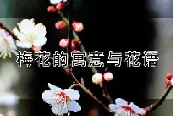 梅花的寓意与花语