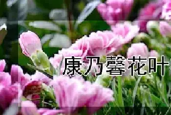 康乃馨花叶有毒吗