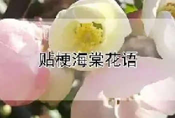 贴梗海棠花语