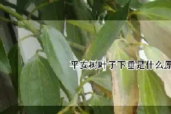 平安树叶子下垂是什么原因,怎么补救