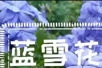 蓝雪花闷根的表现？怎么补救？