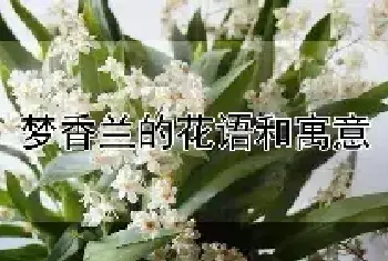 梦香兰的花语和寓意