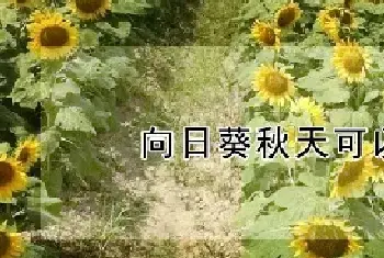 向日葵秋天可以播种吗