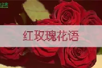 红玫瑰花语：我爱你 热烈