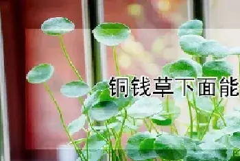 铜钱草下面能养鱼吗