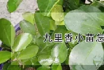 九里香小苗怎样造型