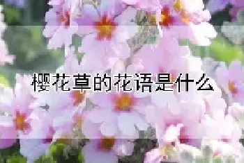 樱花草的花语是什么